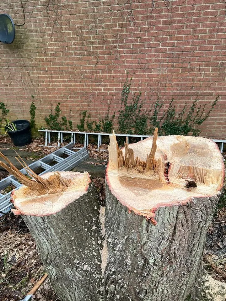 trunk in half