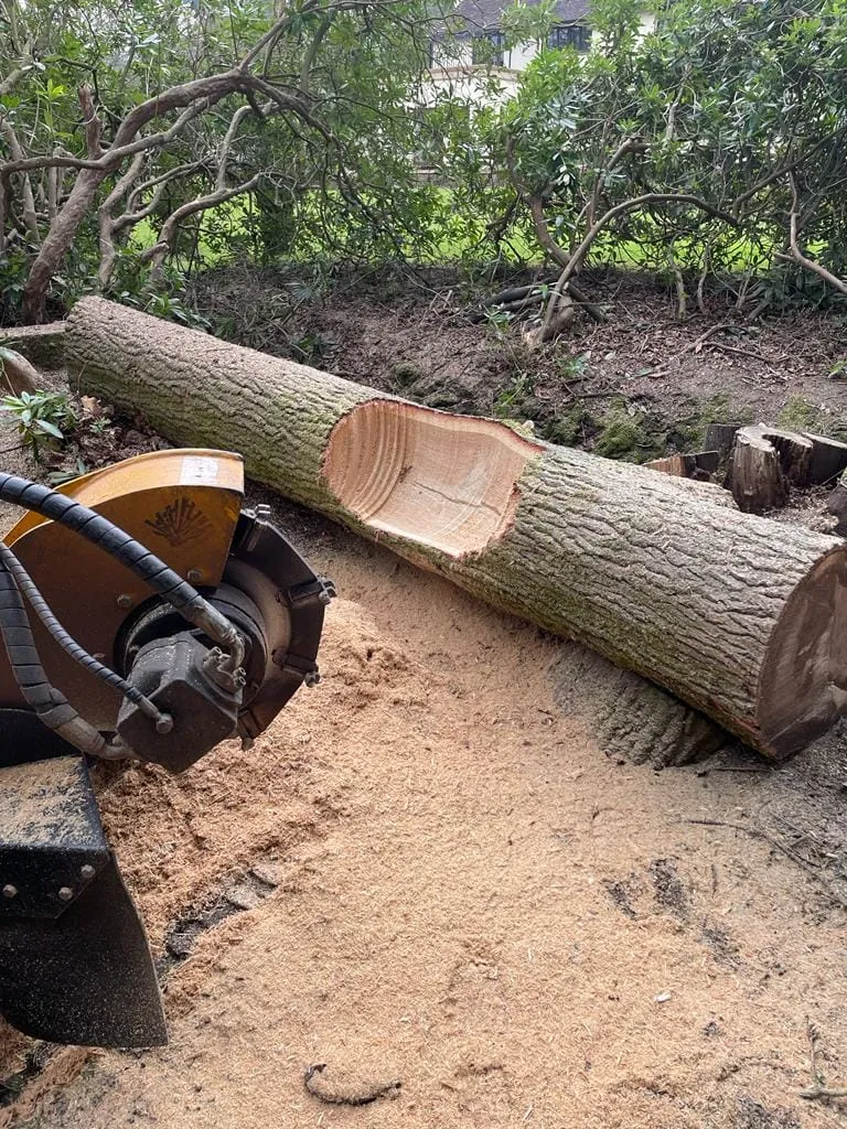 fallen trunk