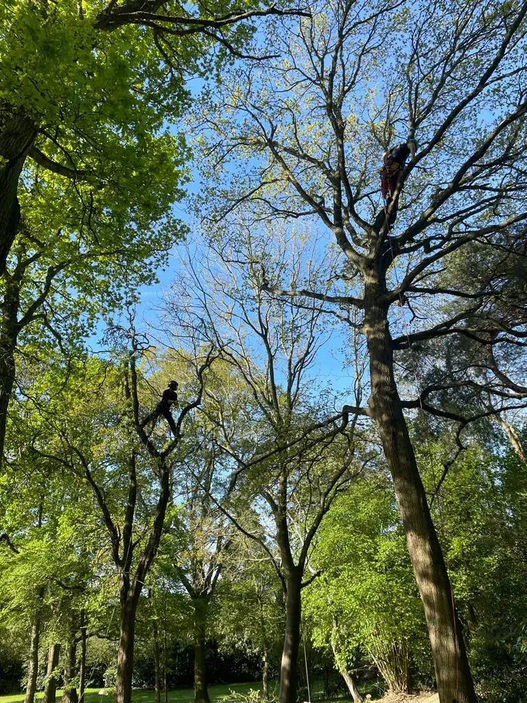 A man in a tree trimming a tree in a park.
