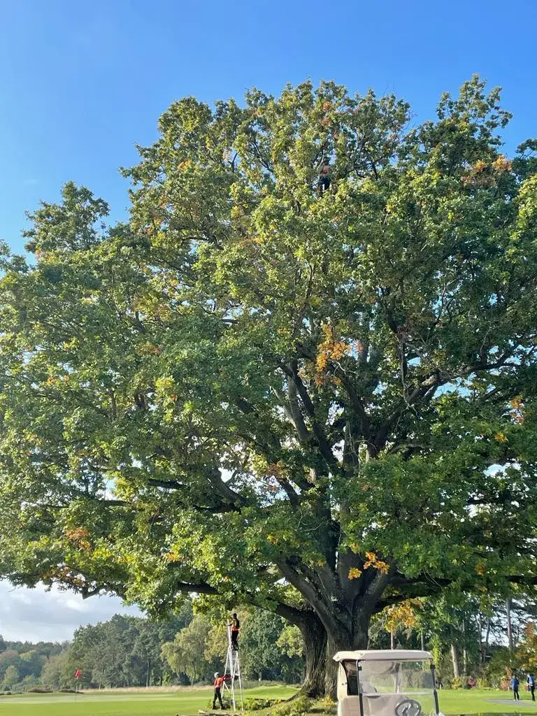 A large tree in the middle of a park.