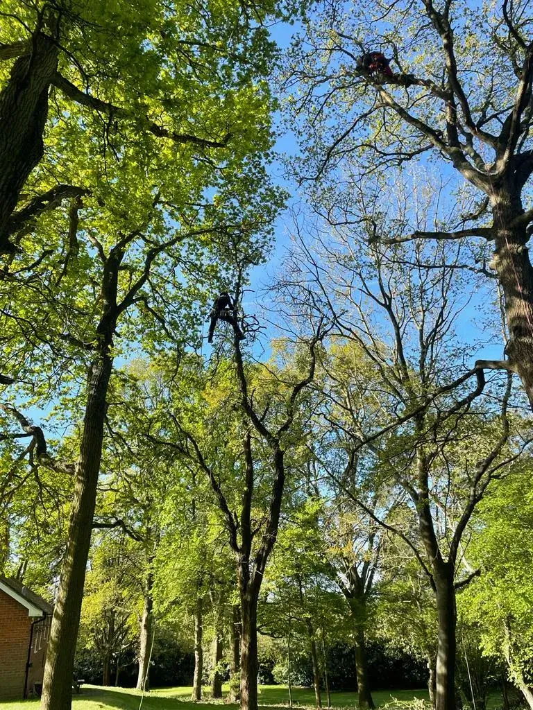 A group of trees that are in the grass.