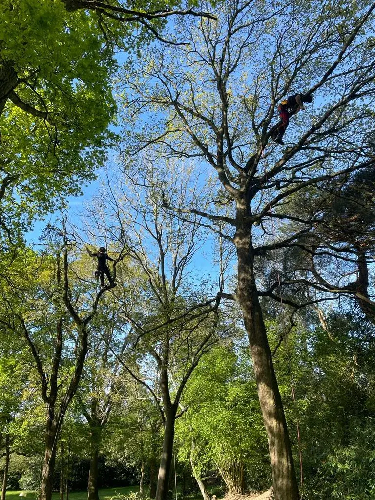 A man climbing up a tree in a park.