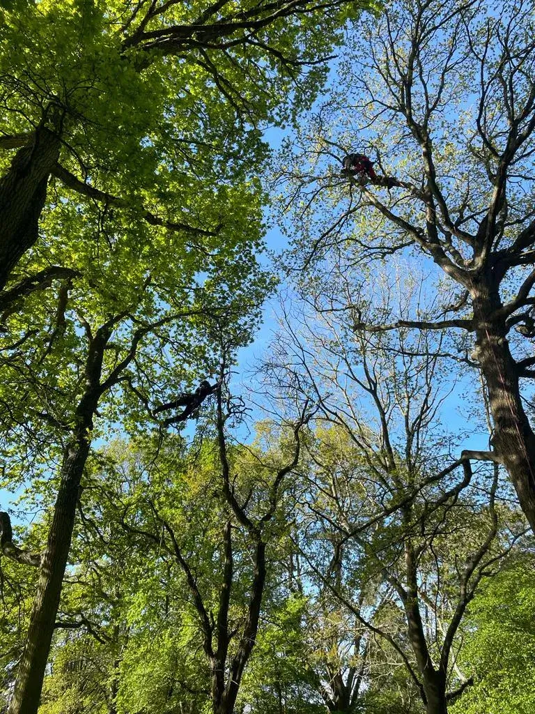 A forest filled with lots of green trees.