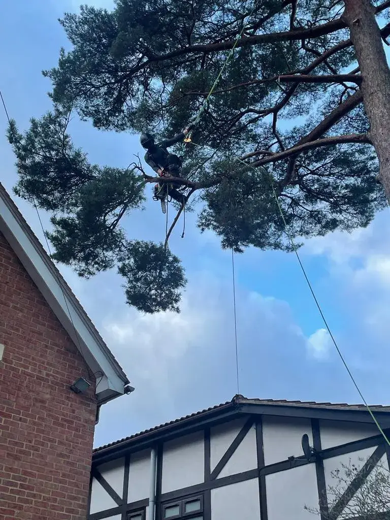A man on a rope attached to a tree.