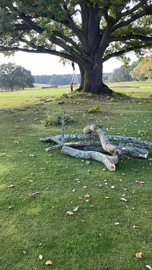 A large tree sitting on top of a lush green field.