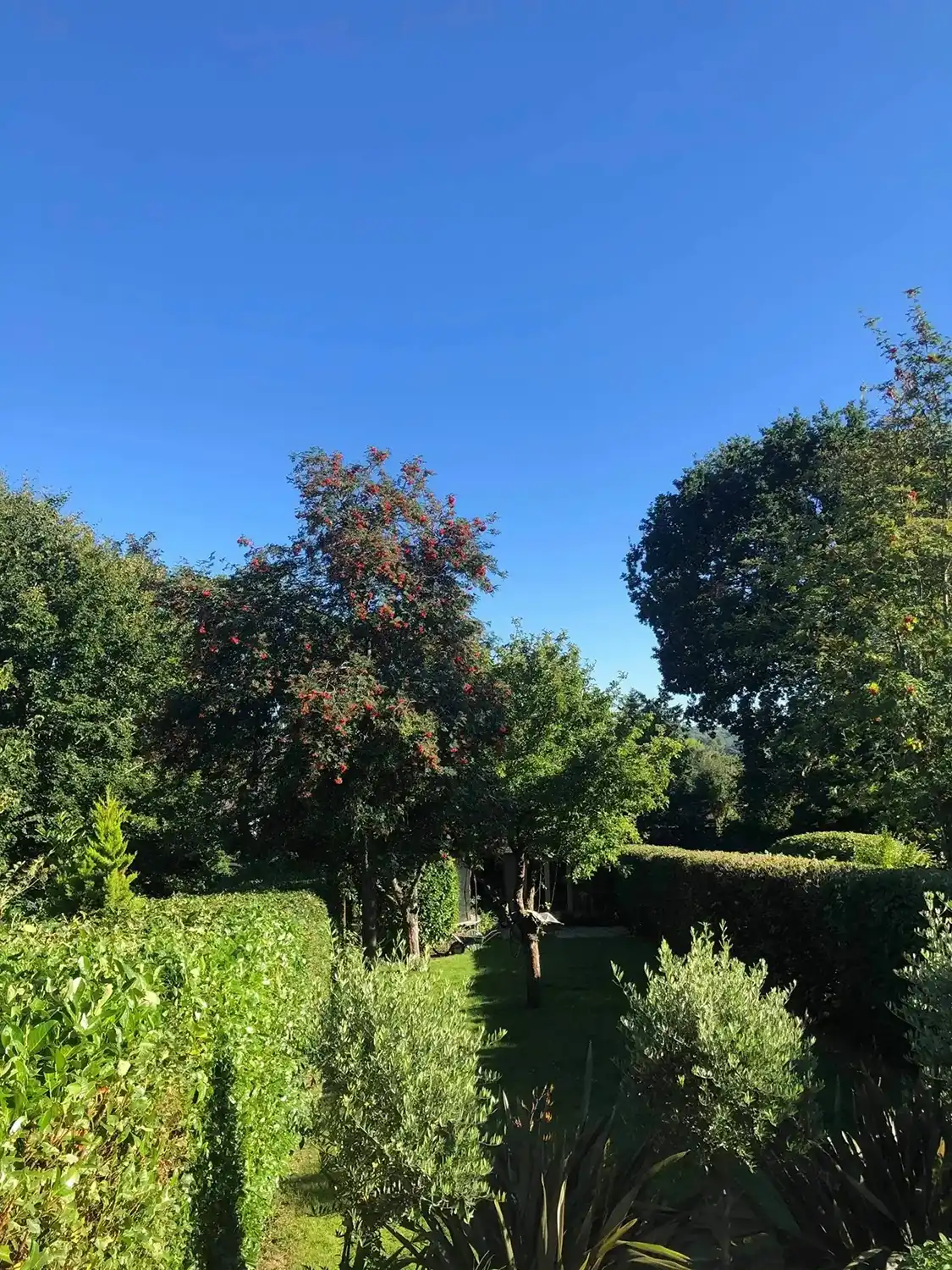 a garden with a bench and trees in the background