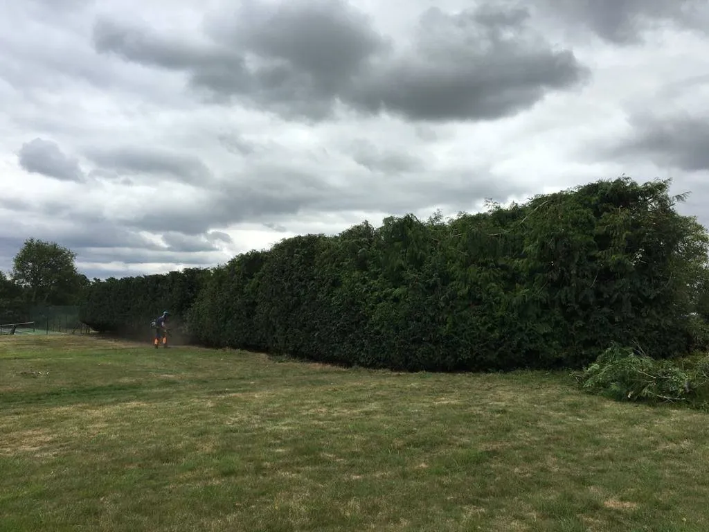 a large hedge in a field with a person walking by