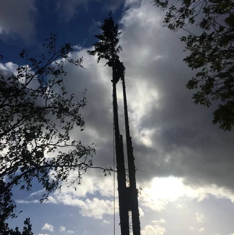 a man is working on a tree with a crane