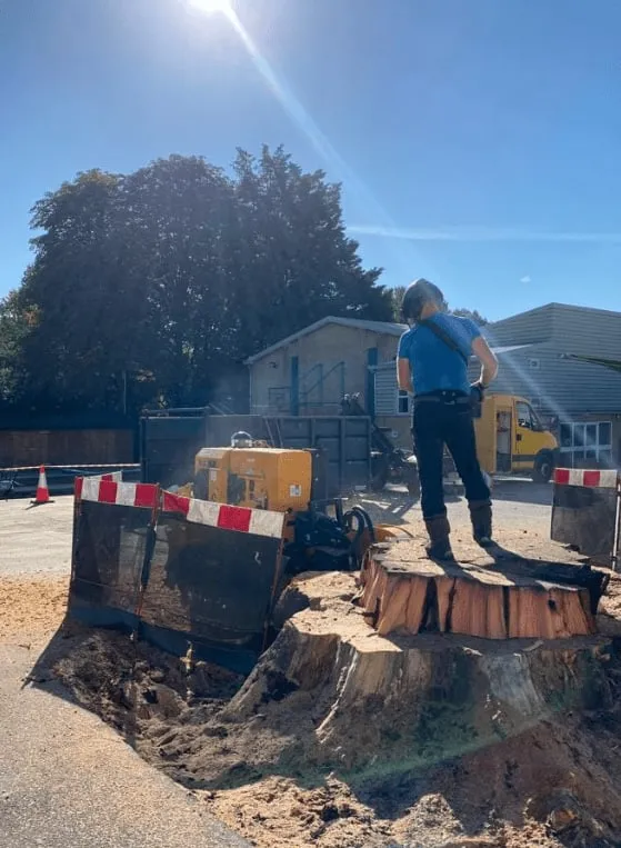 tree stump being removed by a man with a saw