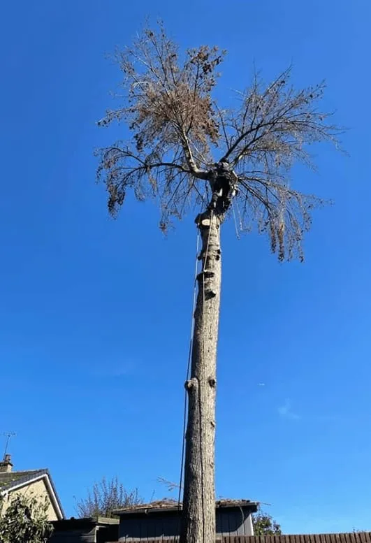 a man is climbing up a tree