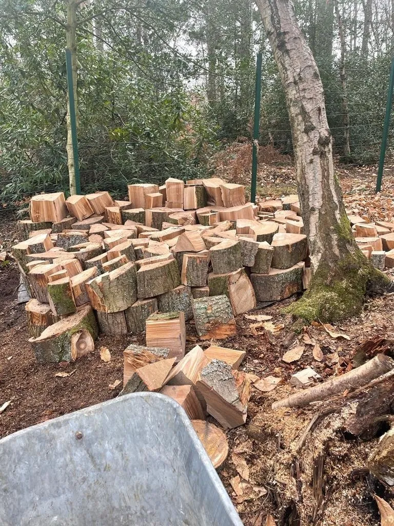 there is a pile of wood sitting next to a tree