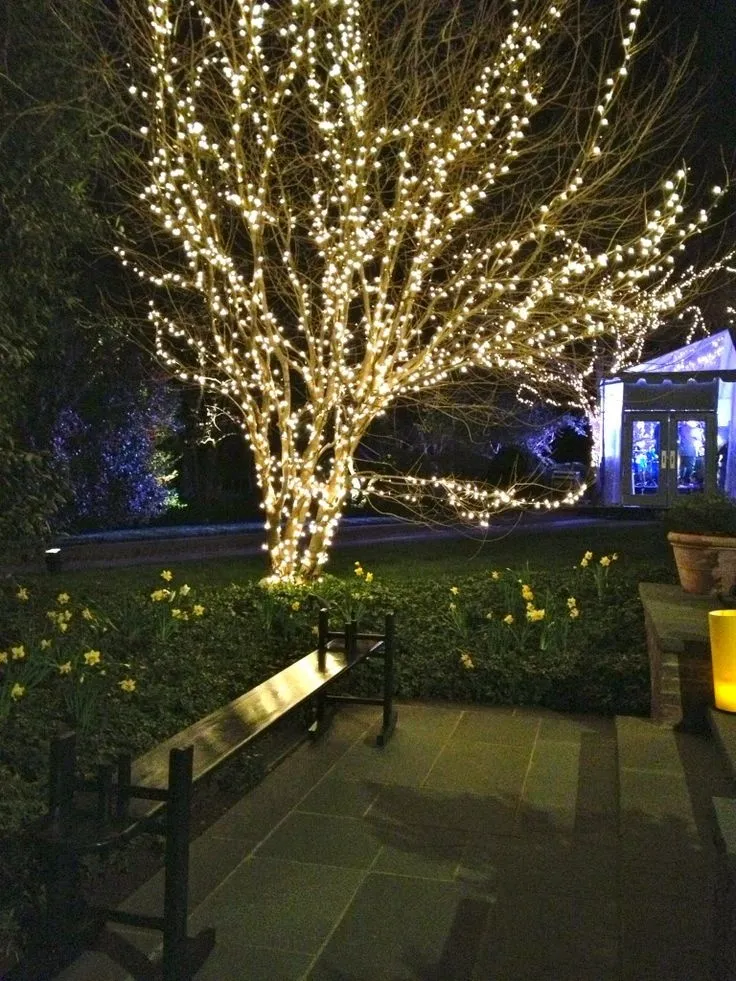tree with white lights in a park area