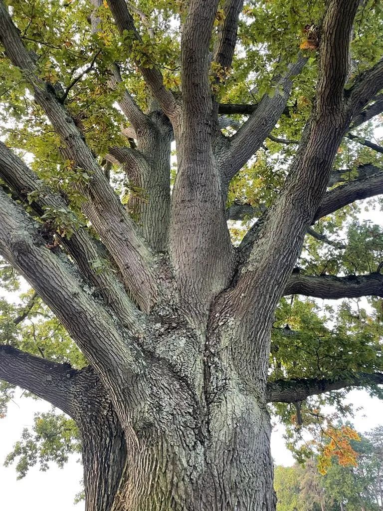 a close up of a tree with a bench underneath it