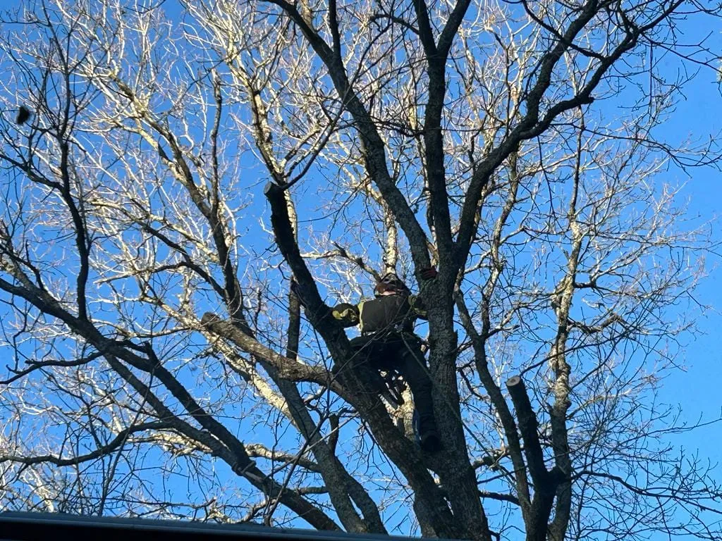 a tree with a saw and a saw horse