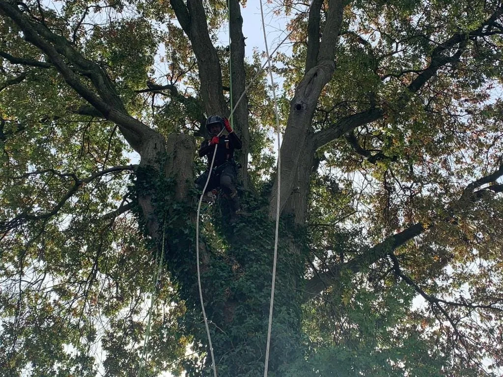 a man is climbing up a tree with a rope