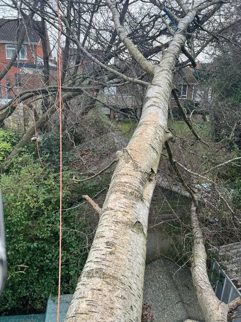 tree that has fallen down in a residential area