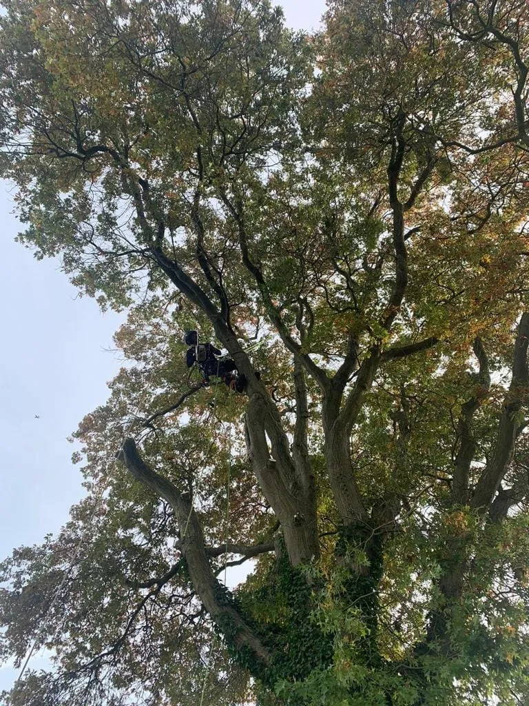 a close up of a person on a tree with a rope