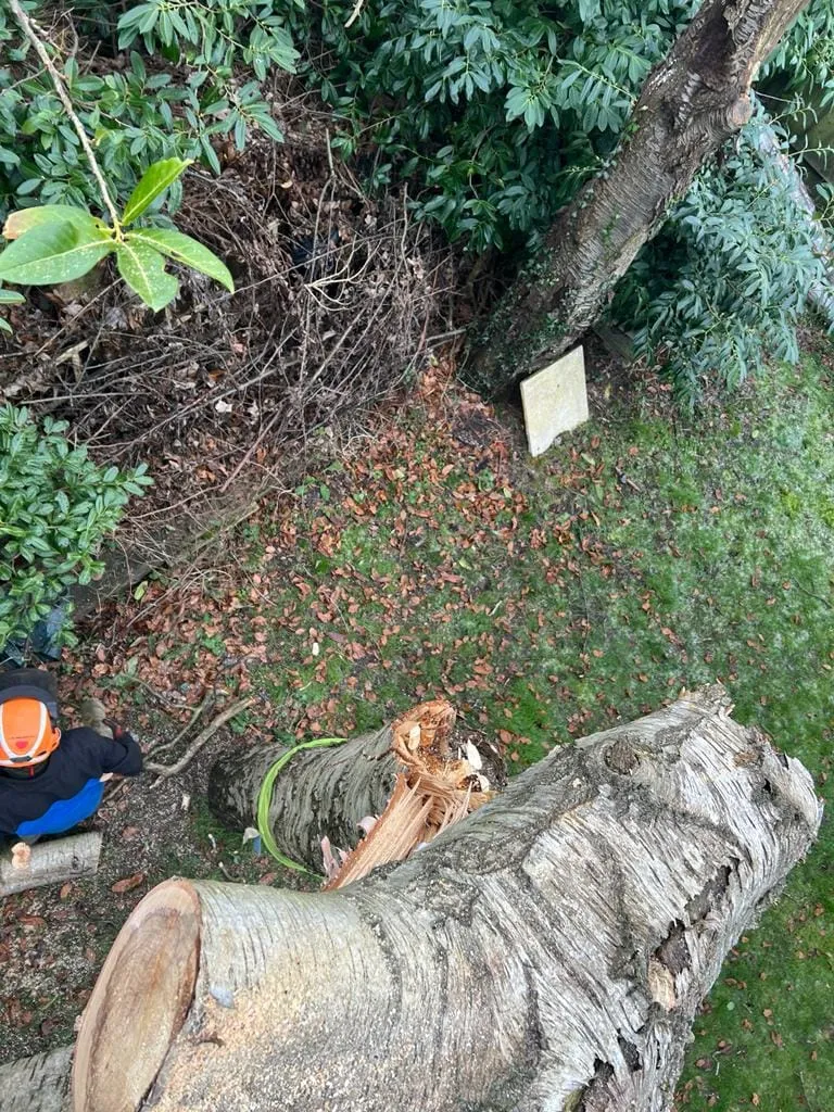 man with a chainsaw cutting a tree