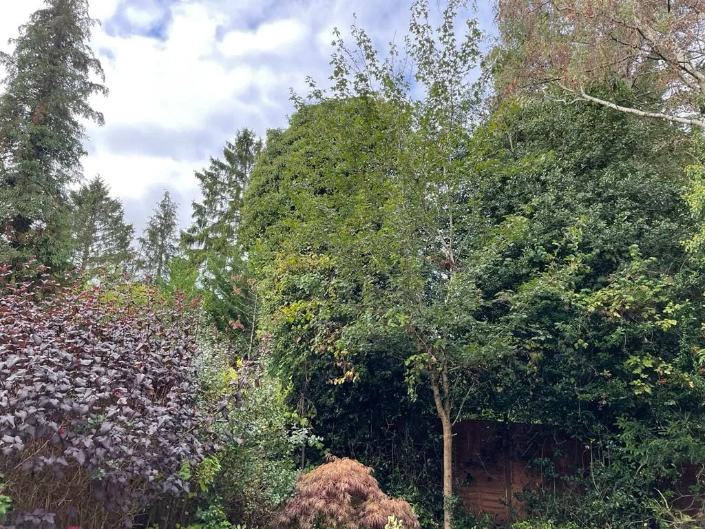 there is a small tree in the middle of a garden