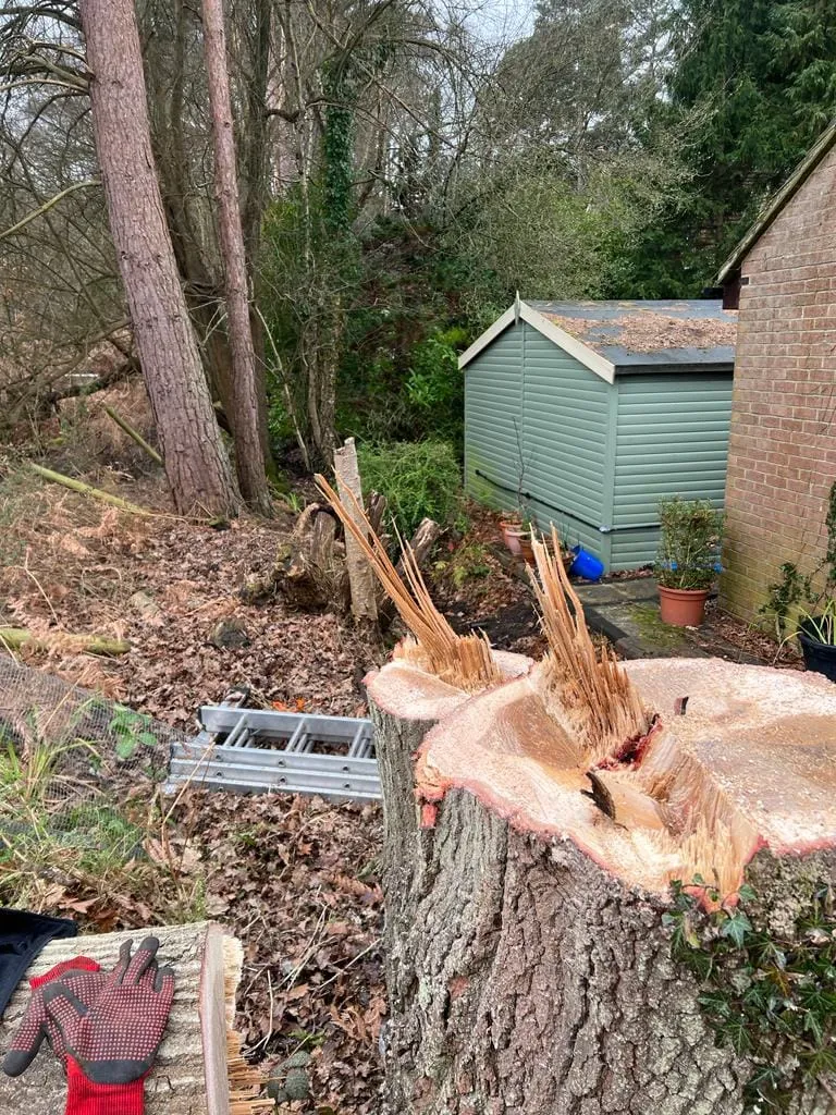 a tree that has been cut down and is being worked on