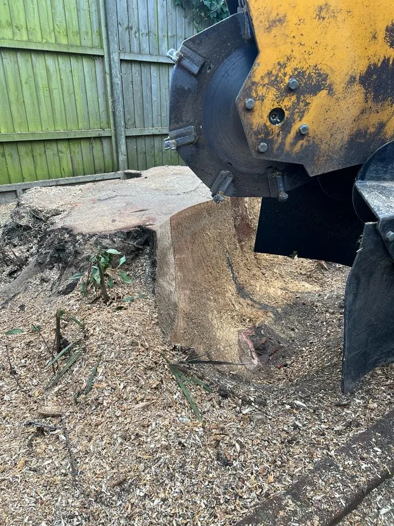 there is a large tree stump that has been cut down