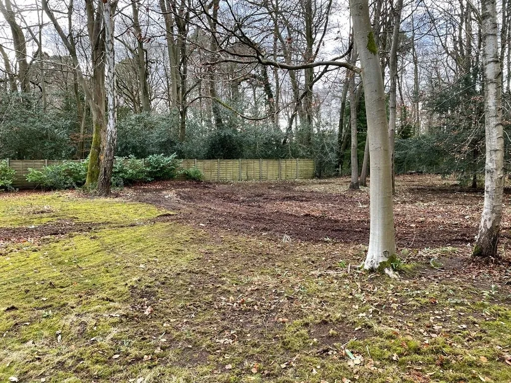 there is a small tree in the middle of a grassy area