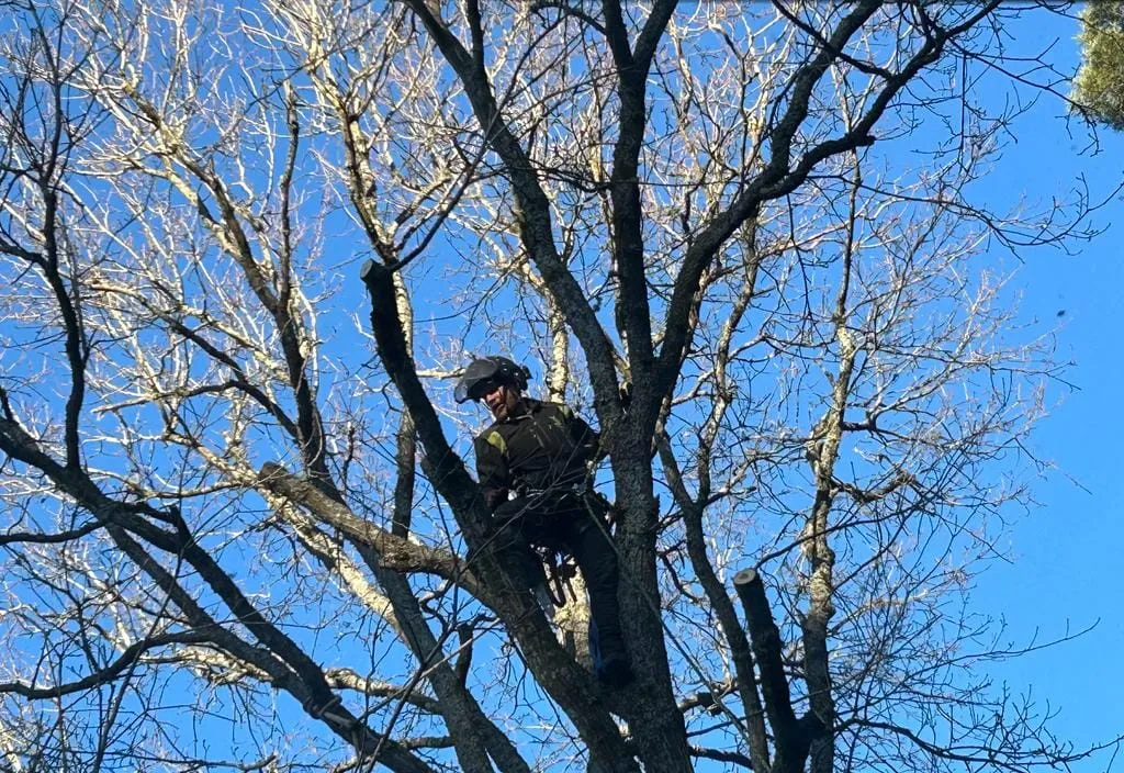  a tree with a saw