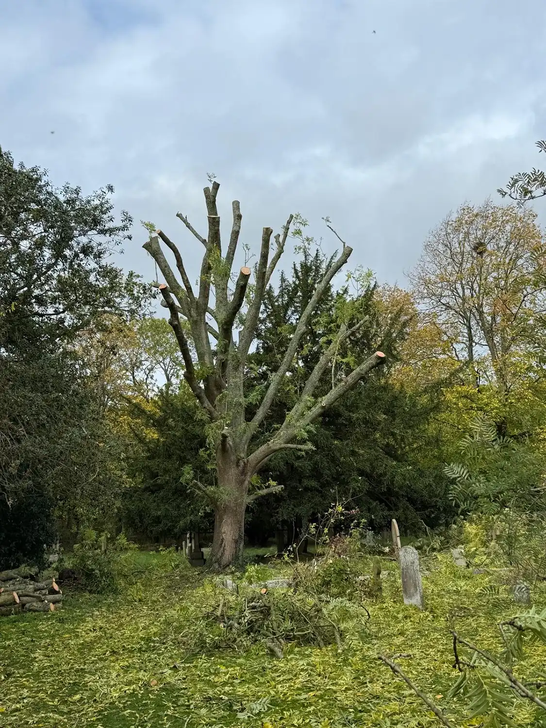 A large tree in a graveyard with most branches cut off and green leaves scattered on the ground.