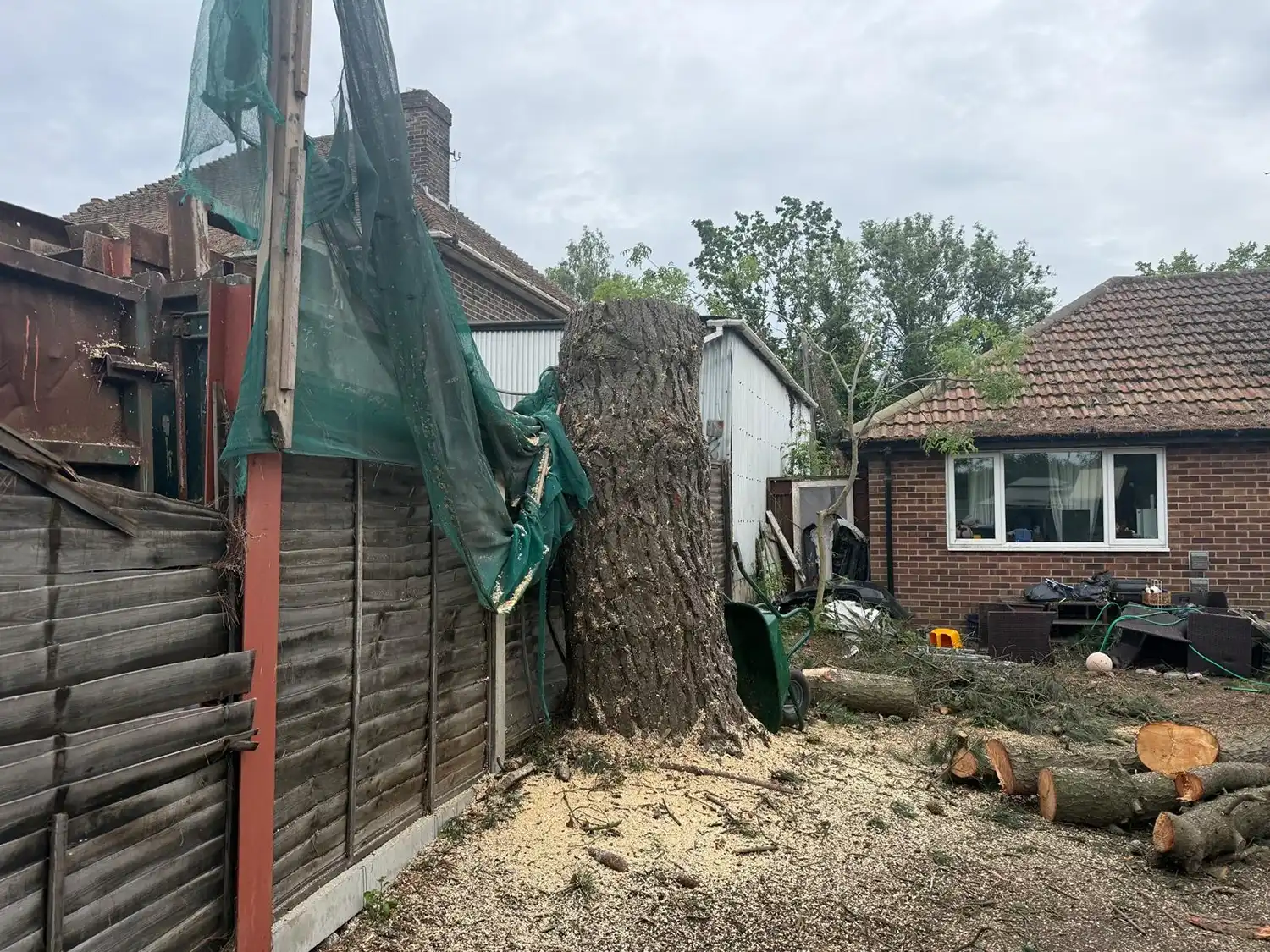 Stump of large tree cut near fences with logs, sawdust, and a brick house in the background.