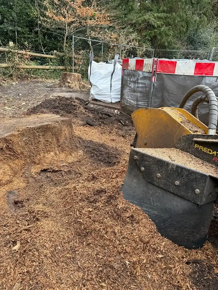 Tree stump surrounded by wood chips with a yellow stump grinder in a fenced outdoor area.
