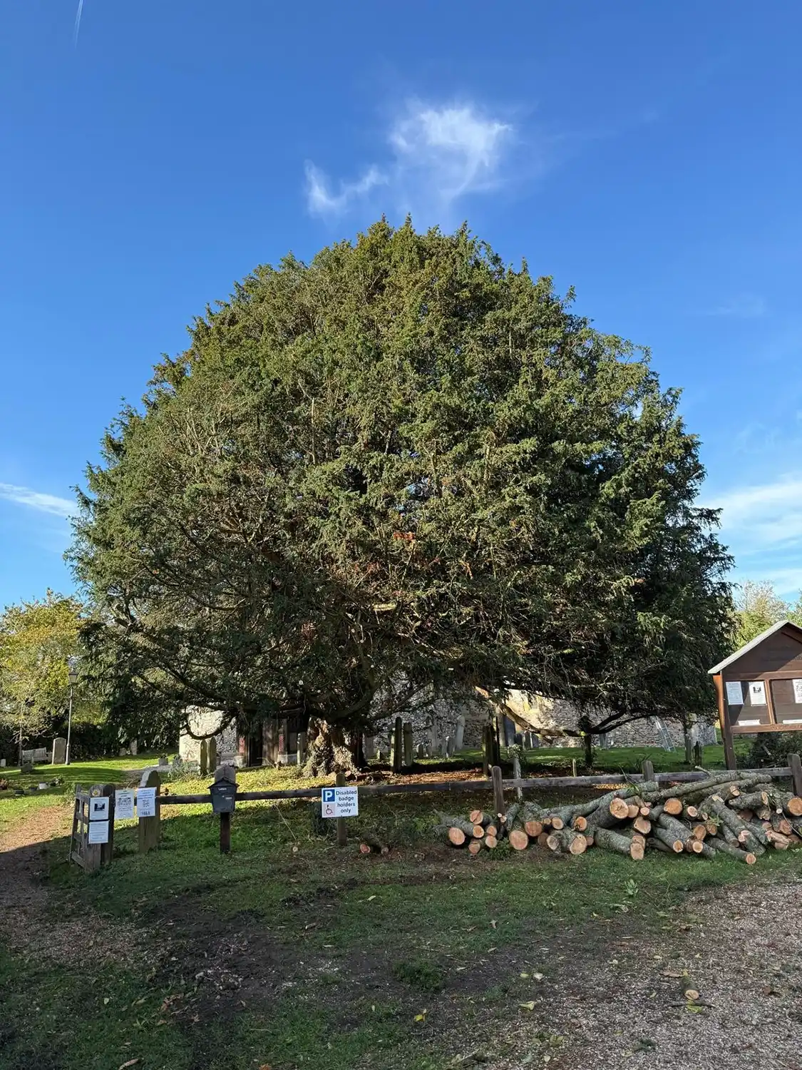 Large, dense tree with trimmed logs stacked nearby and a churchyard with gravestones under blue sky.