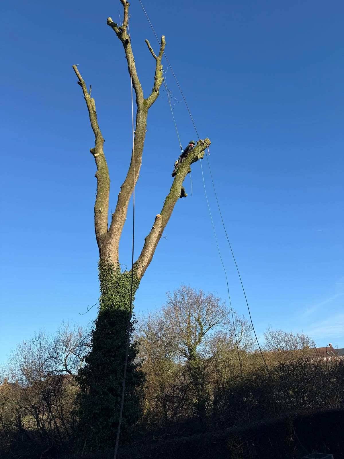 Tree worker climbing a tall tree trunk with ropes and safety gear on a clear blue sky day.